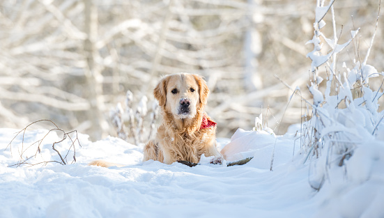 Golden Retriever Dog Plays In Snow, Enjoying Winter Fun In A Winter Forest