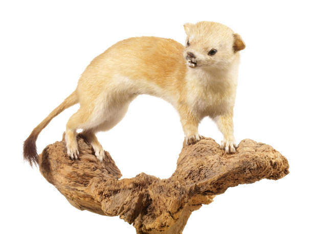 Weasel stuffed, taxidermy, trophy isolated on white Background
