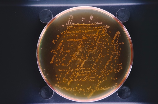 In vitro bacterial culture