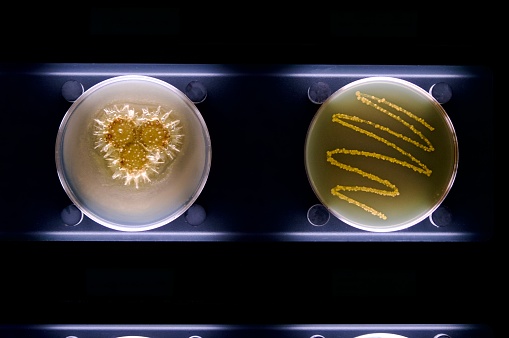 In vitro bacterial culture