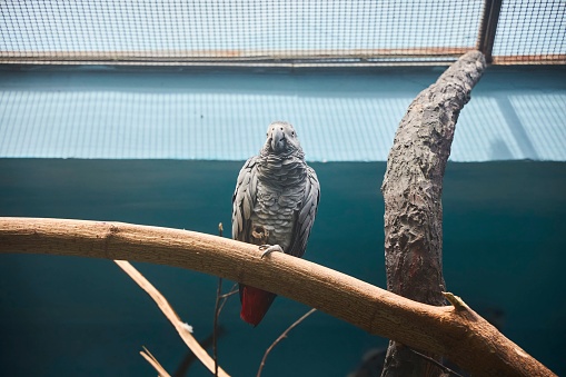 A large grey parrot in the zoo. Rare animals. The animal world of our planet