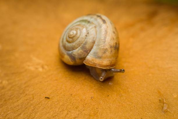 Helix pomatia Helicidae Roman Snail. Digitally Enhanced Photograph.