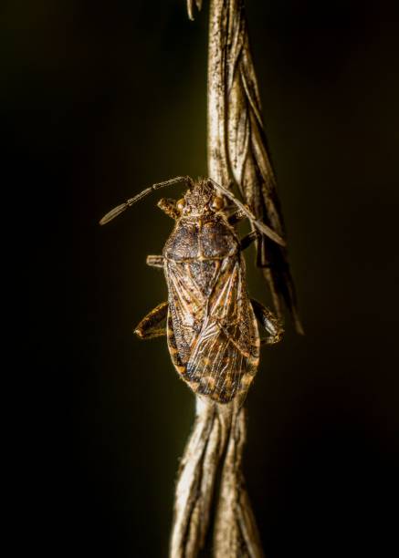 istock Macro shot of a small insect clinging to a thin thread suspended in mid-air. 1830091896