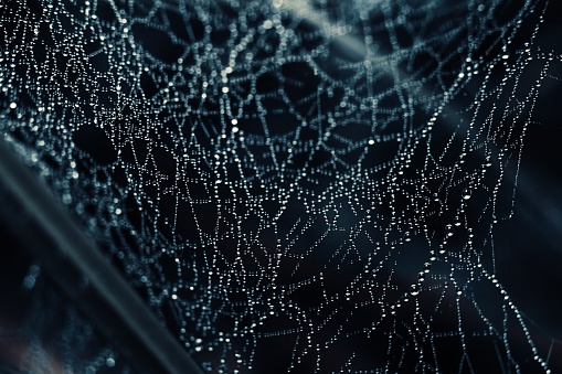 A macro shot of a glistening, intricately woven spider web resting atop a car window.