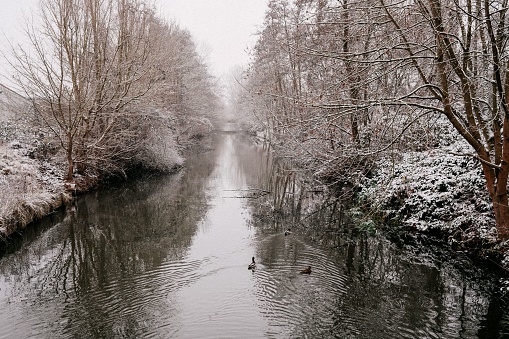 Picturesque winter canal in Salzwedel, Germany, with ducks swimming in the water