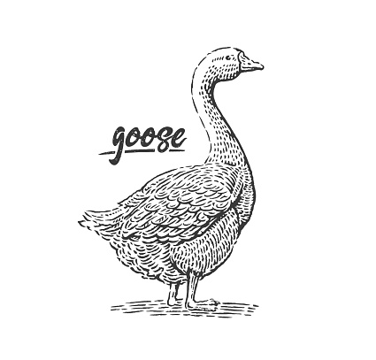 Goose drawn in monochrome black and white engraving style, vector illustration.