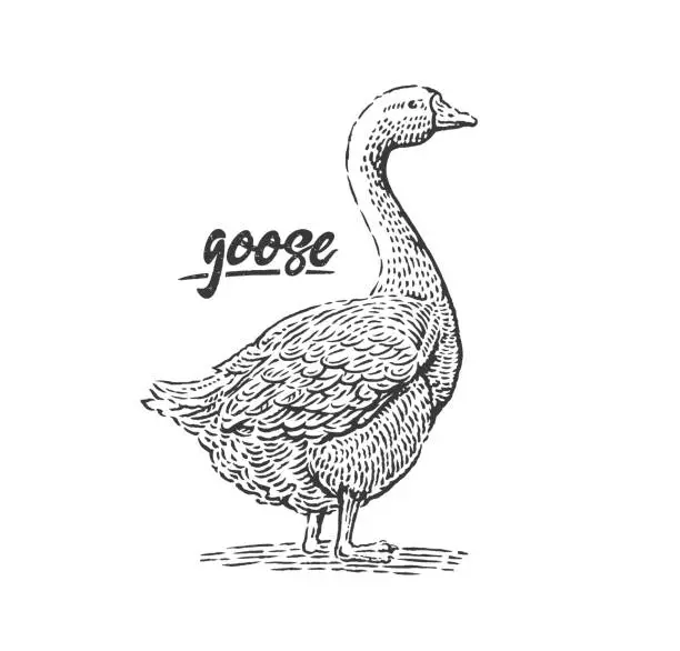 Vector illustration of Goose drawn in monochrome black and white engraving style.
