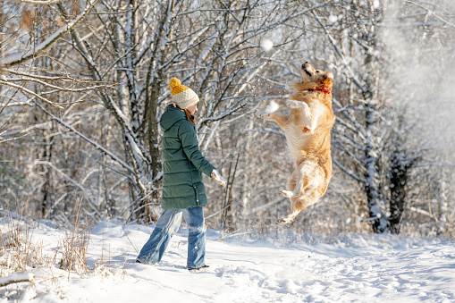 Little Girl Golden Retriever, Who Jumps In Winter Forest, Plays With Snow In Snow-Covered Forest