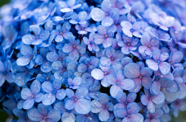 istock background of beautiful hydrangea closeup 1830112307