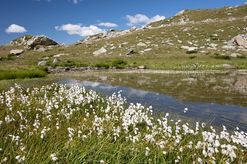 The wonderful alpine lake, surronded by blooming cottongrass, mirrors the surrounding mountain peaks, in a crystal clear sunny summer day
