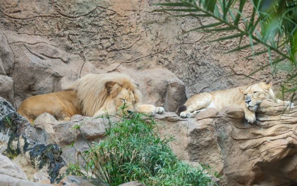 istock lion in the park close up 1830124272