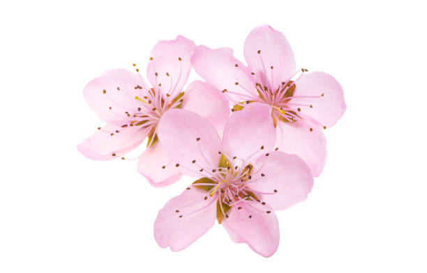 istock sakura flowers isolated 1830127518
