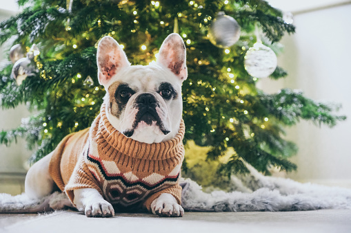 Frenchie dog in Christmas jumper posing in front of Christmas Tree