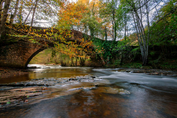 istock Bridge over a river in an autumn forest 1830128041