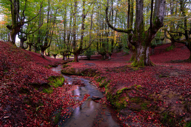 istock Otzarreta beech forest in autumn 1830129614