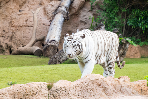 A closeup shot of a bleached tiger
