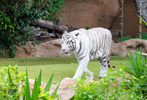 white tiger in the park