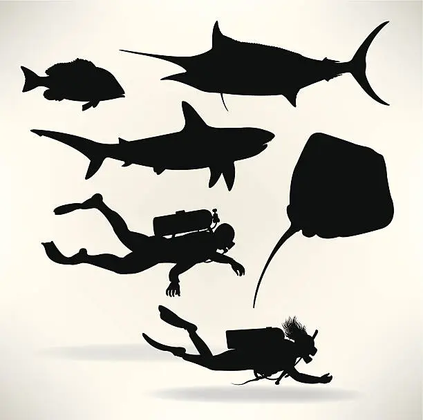 Vector illustration of Scuba Divers & Saltwater Fish - Shark, Sailfish, Red Snapper