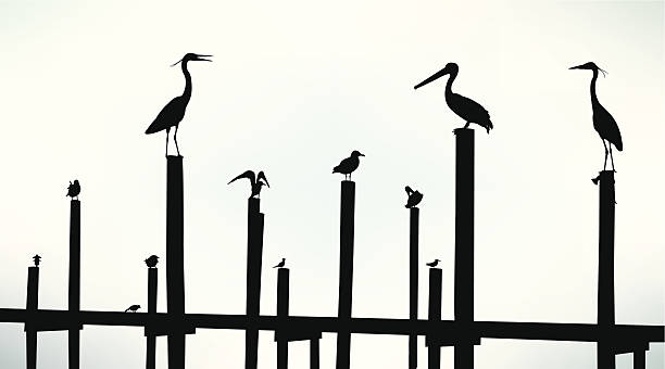 Sea Birds, Pelican, Seagull, Crane Background Graphic silhouette background illustration of Sea Birds, pelican, seagull, crane. Check out my "Vectors Animals & Insects" light box for more. pelican silhouette stock illustrations