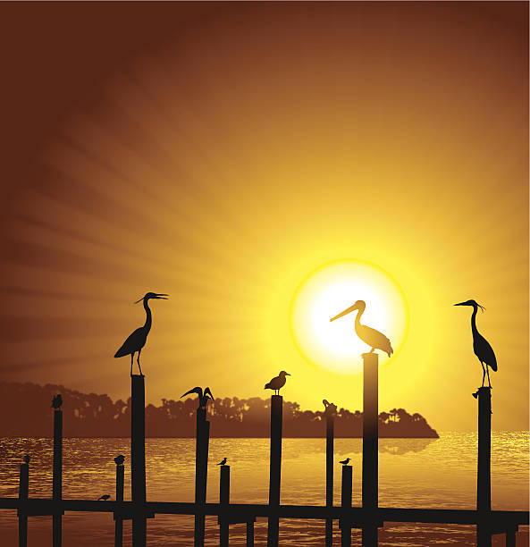 Ocean Birds Pier Sun Background - Pelican, Seagull, Crane Ocean birds. Graphic silhouette background illustration of Ocean Birds Pier Sun Background - Pelican, Seagull, Crane. Check out my "Nautical & Beach" light box or my "Ships, Sailing & Sea" light box for more. pelican silhouette stock illustrations