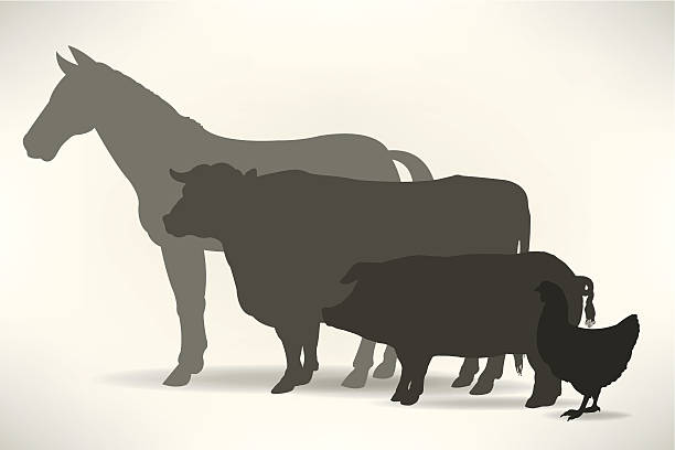 ilustrações, clipart, desenhos animados e ícones de animais de fazenda-cavalo, vaca, porco, frango - pig silhouette animal livestock