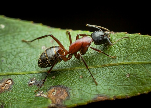 A macro shot of an ant perched atop a green leaf.