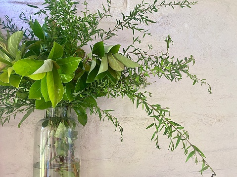 Horizontal still life of glass vase holding fresh picked green branch leaves from surrounding country trees against cream white mud brick interior wall Australia