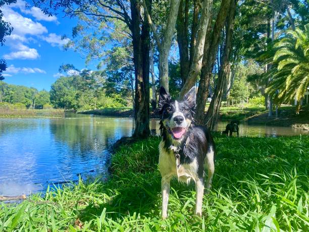 Horizontal landscape of black and white border collie working dog on lush green grass awaiting command to go back into river for another swim amongst lush tropical bush trees in country Bangalow NSW Australia