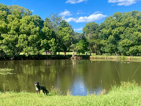 Horizontal landscape of black and white farm dog standing at riverbed edge in lush green grass with tree lined background on blue sky day in country Bangalow NSW Australia