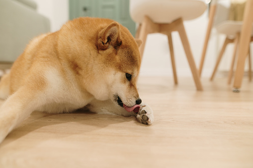 Shiba Inu dog licking its paw inside a home