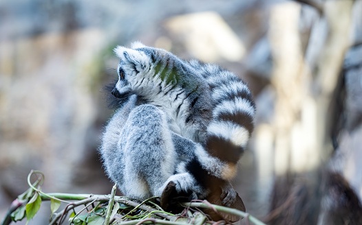 Ring-tailed lemur living in the park