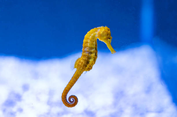 istock seahorse swimming i 1830151719