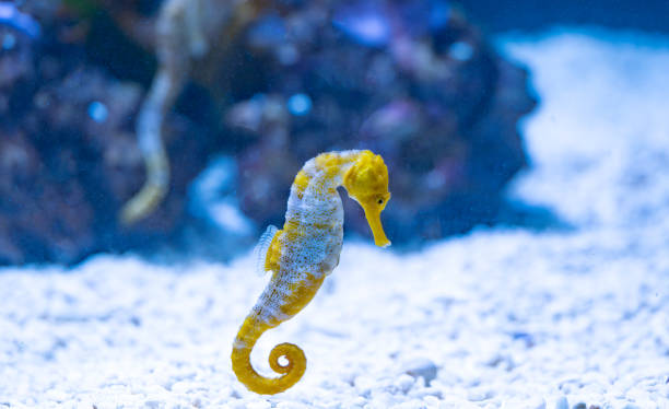 istock seahorse swimming i 1830152258