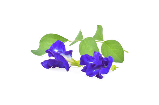 istock Butterfly Pea isolated on white background 1830152259