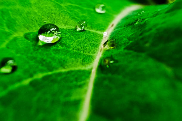istock Beautiful large drop morning dew in nature. 1830158259