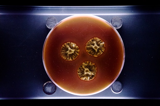 In vitro bacterial culture