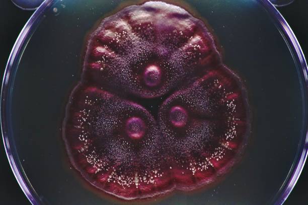 istock In vitro bacterial culture 1830159332