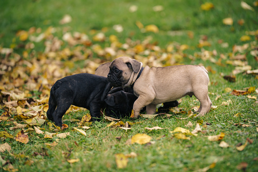 Französische Bulldoggen Welpe im Herbst auf einer Wiese mit Laubblätter