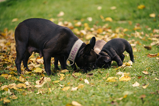 Französische Bulldoggen Welpe im Herbst auf einer Wiese mit Laubblätter