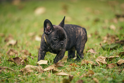 Französische Bulldoggen Welpe im Herbst auf einer Wiese mit Laubblätter