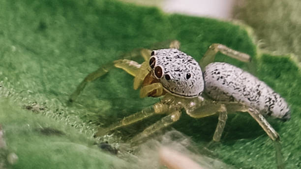 eine springspinne der telamonia dimidiata. - tropical rain forest flash stock-fotos und bilder