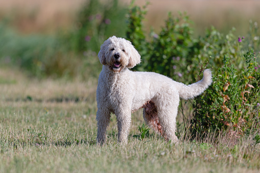 Close-up of a single, blonde Labradoodle dog standing in a public park on a sunny summer morning, side view but with the head turned and  looking in the camera
