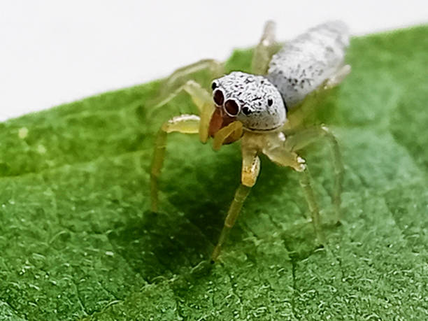 eine springspinne der telamonia dimidiata. - tropical rain forest flash stock-fotos und bilder