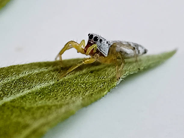 eine springspinne der telamonia dimidiata. - tropical rain forest flash stock-fotos und bilder