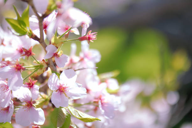 istock [Aichi Prefecture] Nagoya City and cherry blossoms 1830172772
