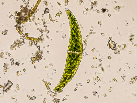 Freshwater Closterium algae (unicellular charophyte green algae) - optical microscope x200 magnification