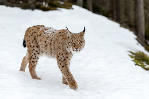 Close lynx, bobcat in the winter forest.  Wild predators in natural environment. Wildlife scene from nature
