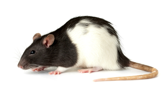 small white and large black domestic rats