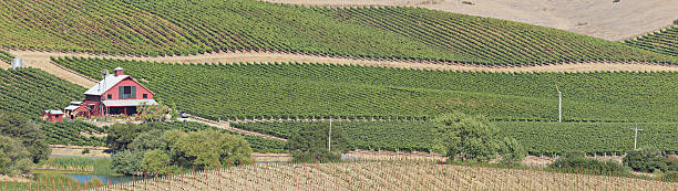 나파 밸리 풍경을 - california agriculture farmhouse napa valley 뉴스 사진 이미지