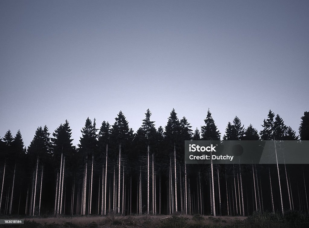 Ряд деревьев сосны в бельгийских Арденны - Стоковые фото Сосна роялти-фри